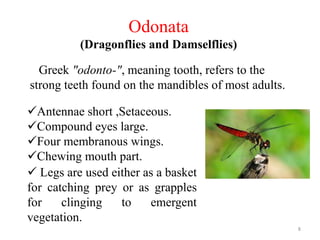 Odonata
(Dragonflies and Damselflies)
Greek "odonto-", meaning tooth, refers to the
strong teeth found on the mandibles of most adults.
Antennae short ,Setaceous.
Compound eyes large.
Four membranous wings.
Chewing mouth part.
 Legs are used either as a basket
for catching prey or as grapples
for clinging to emergent
vegetation.
8
 