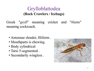 Grylloblattodea
(Rock Crawlers / Icebugs)
Greek "gryll" meaning cricket and "blatta"
meaning cockroach.
• Antennae slender...