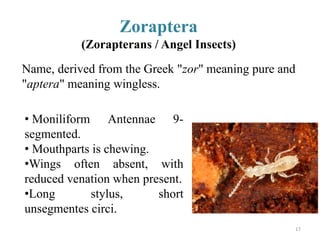 Zoraptera
(Zorapterans / Angel Insects)
Name, derived from the Greek "zor" meaning pure and
"aptera" meaning wingless.
• M...