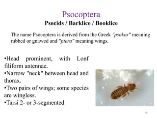 Psocoptera
Psocids / Barklice / Booklice
The name Psocoptera is derived from the Greek "psokos" meaning
rubbed or gnawed a...