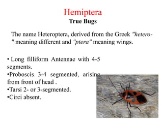 Insecta Definition Insecta Examples