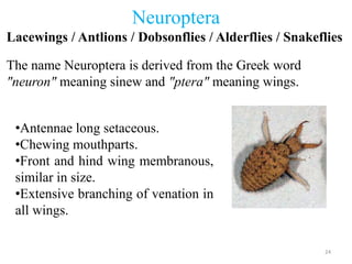 Neuroptera
Lacewings / Antlions / Dobsonflies / Alderflies / Snakeflies
The name Neuroptera is derived from the Greek word...