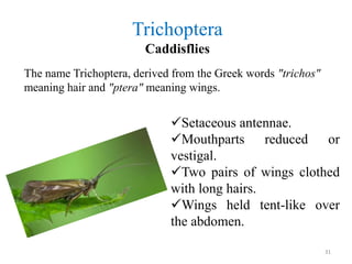 Trichoptera
Caddisflies
The name Trichoptera, derived from the Greek words "trichos"
meaning hair and "ptera" meaning wing...