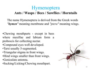 Hymenoptera
Ants / Wasps / Bees / Sawflies / Horntails
The name Hymenoptera is derived from the Greek words
"hymen" meanin...