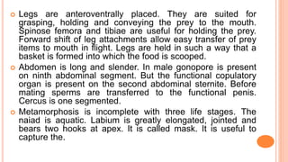  Legs are anteroventrally placed. They are suited for
grasping, holding and conveying the prey to the mouth.
Spinose femora and tibiae are useful for holding the prey.
Forward shift of leg attachments allow easy transfer of prey
items to mouth in flight. Legs are held in such a way that a
basket is formed into which the food is scooped.
 Abdomen is long and slender. In male gonopore is present
on ninth abdominal segment. But the functional copulatory
organ is present on the second abdominal sternite. Before
mating sperms are transferred to the functional penis.
Cercus is one segmented.
 Metamorphosis is incomplete with three life stages. The
naiad is aquatic. Labium is greatly elongated, jointed and
bears two hooks at apex. It is called mask. It is useful to
capture the.
 