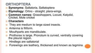 ORTHOPTERA
 Synonyms: Saltatoria, Saltatoptera
 Etymology: Ortno - straight; ptera-wings.
 Common names: Grasshoppers, Locust, Katydid,
Cricket, Mole cricket
 Characters
 They are medium to large sized insects.
 Antenna is filiform.
 Mouthparts are mandibulate.
 Prothorax is large. Pronotum is curved, ventrally covering
the pleural region.
 Hindlegs are saltatorial
 Forewings are leathery, thickened and known as tegmina.
 