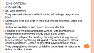 Asymmetrical Insect Insect order by kotresh | PPTX
