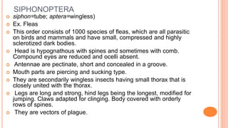 Insect order by kotresh | PPTX