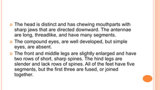  The head is distinct and has chewing mouthparts with
sharp jaws that are directed downward. The antennae
are long, threadlike, and have many segments.
 The compound eyes, are well developed, but simple
eyes, are absent.
 The front and middle legs are slightly enlarged and have
two rows of short, sharp spines. The hind legs are
slender and lack rows of spines. All of the feet have five
segments, but the first three are fused, or joined
together.
 