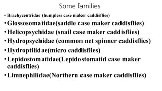 Some families
• Brachycentridae (humpless case maker caddisflies)
•Glossosomatidae(saddle case maker caddisflies)
•Helicopsychidae (snail case maker caddisflies)
•Hydropsychidae (common net spinner caddisflies)
•Hydroptilidae(micro caddisflies)
•Lepidostomatidae(Lepidostomatid case maker
caddisflies)
•Limnephilidae(Northern case maker caddisflies)
 