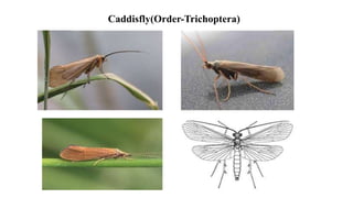Caddisfly(Order-Trichoptera)
 