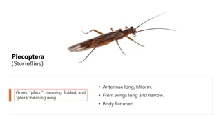 Insect orders | PDF