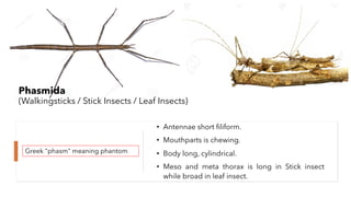 Insect orders | PDF