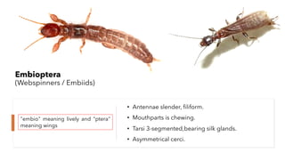 Insect orders | PDF