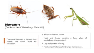 Insect orders | PDF
