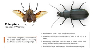 Insect orders | PDF