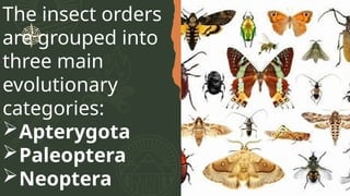 First Insect Order CHARACTERISTICS OF ALL INSECT ORDERS.pptx
