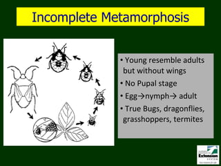 Insect Orders to Know for Master Gardeners | PPT