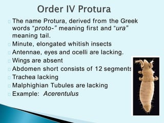 Ura Insect Insect orders by uzma nihar | PPTX