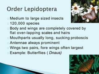 Lapping Insects List Insect orders by uzma nihar | PPTX