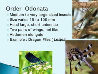 Kretch Insect Size Insect orders by uzma nihar | PPTX