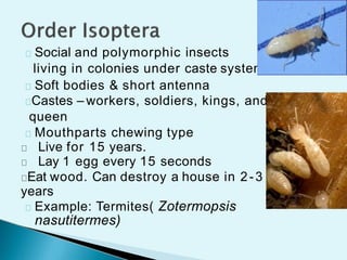 Insect orders by uzma nihar | PPTX