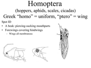 Insect orders | PPT