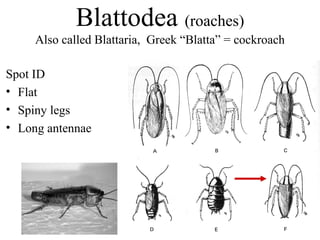 Insect orders | PPT
