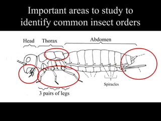 Insect orders | PPT