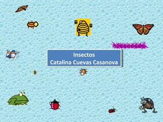 Insectos Catalina Cuevas Casanova 