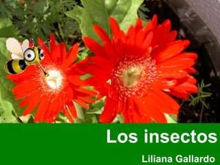 Los insectos Liliana Gallardo  