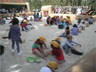 Buscando insectos
 
