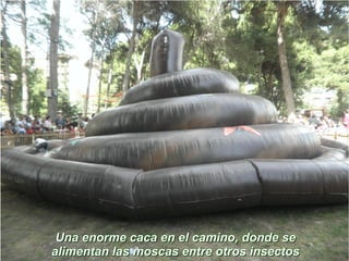 Una enorme caca en el camino, donde se
alimentan las moscas entre otros insectos
 