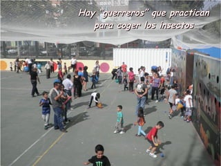 Hay “guerreros” que practican
   para coger los insectos
 
