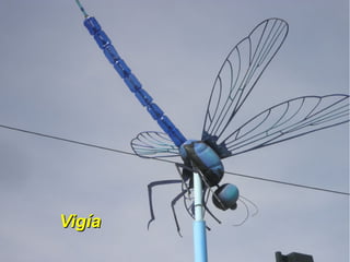 Vigía
 