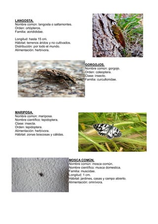 LANGOSTA.
Nombre común: langosta o saltamontes.
Orden: ortópteros.
Familia: acridididae.
Longitud: hasta 15 cm.
Hábitat: t...