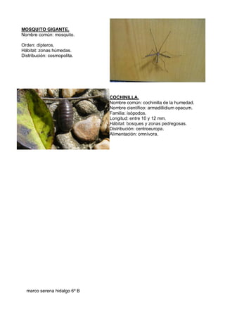 MOSQUITO GIGANTE.
Nombre común: mosquito.
Orden: dípteros.
Hábitat: zonas húmedas.
Distribución: cosmopolita.
COCHINILLA.
...