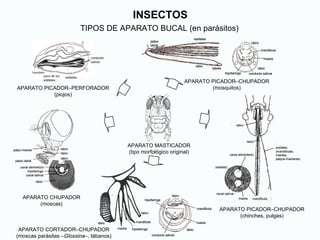 INSECTOS
TIPOS DE APARATO BUCAL (en parásitos)
APARATO MASTICADOR
(tipo morfológico original)
APARATO CORTADOR–CHUPADOR
(moscas parásitas –Glossina–, tábanos)
APARATO CHUPADOR
(moscas)
maxila hipofaringe
mandíbula
labro
labio
labro
labio
maxila
mandíbula
hipofaringe
conducto salivar
maxila hipofaringe
mandíbula
labro
labio
maxila hipofaringe
mandíbula
labro
labio
labro
labio
maxila
mandíbula
hipofaringe
conducto salivar
labro
labio
maxila
mandíbula
hipofaringe
conducto salivar
APARATO PICADOR–CHUPADOR
(mosquitos)
APARATO PICADOR–CHUPADOR
(chinches, pulgas)
estiletes
(mandíbulas,
maxilas,
palpos maxilares)
(estilete)
labro
labio
canal alimentario
canal salivar
maxila mandíbula
estiletes
(mandíbulas,
maxilas,
palpos maxilares)
(estilete)
labro
labio
canal alimentario
canal salivar
maxila mandíbula
estiletes
labela
labio
palpo
labial
labro
labio
hipofaringe
maxila
mandíbula
conducto salivar
estiletes
labela
labio
palpo
labial
estiletes
labela
labio
palpo
labial
labro
labio
hipofaringe
maxila
mandíbula
conducto salivar
labro
labio
hipofaringe
maxila
mandíbula
conducto salivar
palpo maxilar
palpo labial
labro
labio
labro
canal alimenticio
hipofaringe
canal salivar
labio
palpo maxilar
palpo labial
labro
labio
labro
canal alimenticio
hipofaringe
canal salivar
labio
APARATO PICADOR–PERFORADOR
(piojos)
haustelo
saco de los
estiletes
estiletes
conducto
salivar
haustelo
saco de los
estiletes
estiletes
conducto
salivar
 