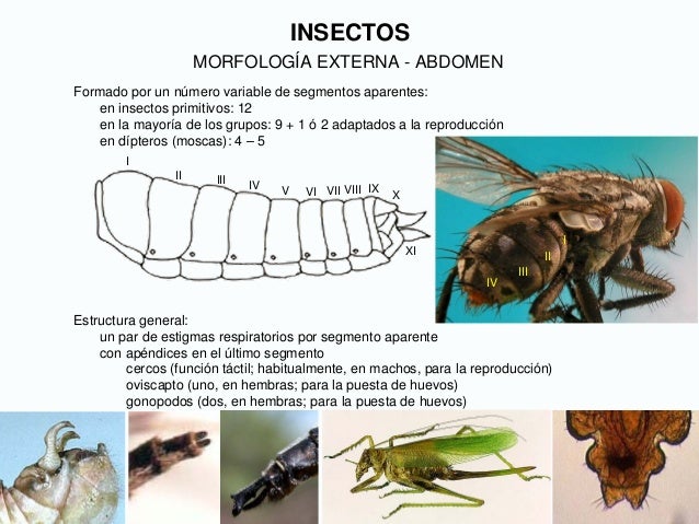 Insectos. generalidades