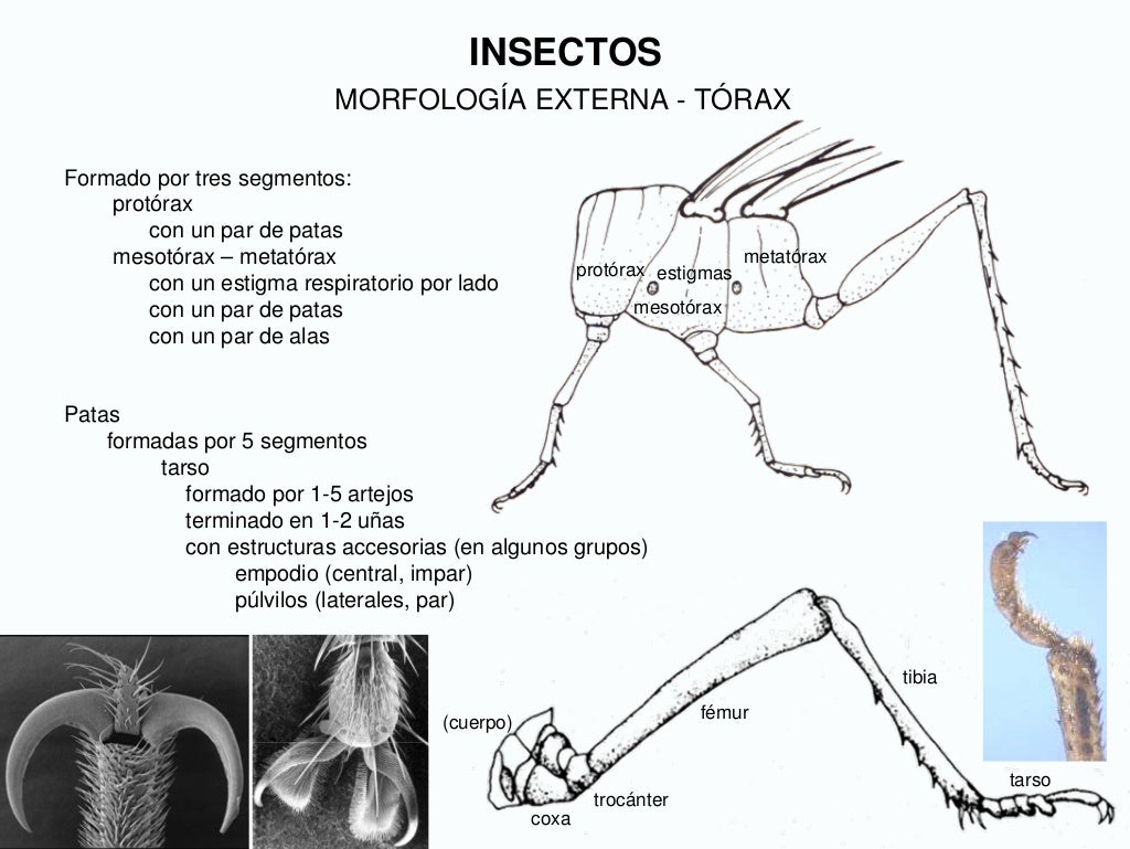 Insectos. generalidades