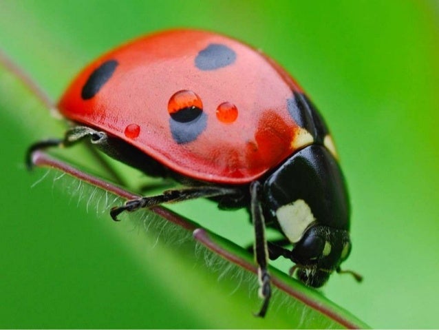 insectos