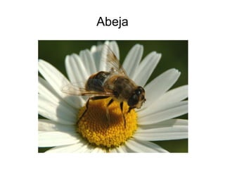 Abeja