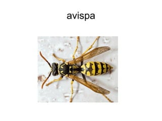 avispa