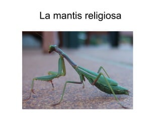 La mantis religiosa