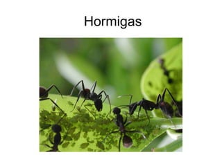 Hormigas