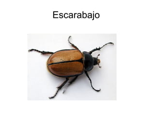 Escarabajo