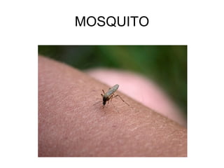 MOSQUITO