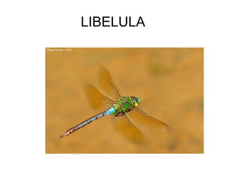 LIBELULA
 