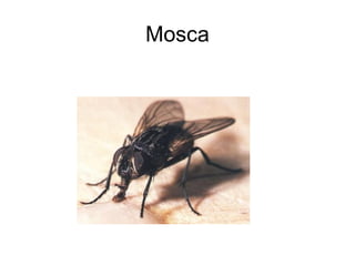 Mosca