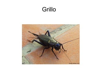 Grillo